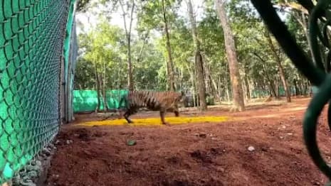 Tigress 'Jinnat' Moves In WB Jungle, Efforts On To Bring Her Back To Simlipal, Says Director