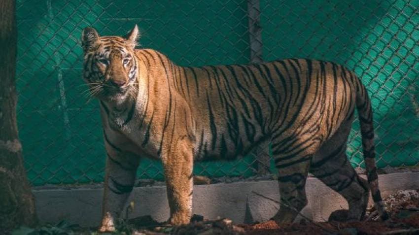 Similipal: Tigress 'Zeenat' Reaches Home After 24 Days