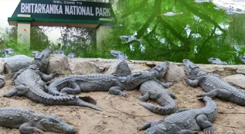 Odisha: Bhitarkanika National Park To Remain Shut For Tourists Till January 22