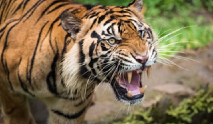Kerala: Close Relative Of Indian Cricketer Minnu Mani Killed In Tiger Attack 