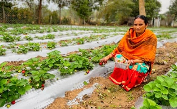 Vedanta’s “Project Sangam” Empowers Kalahandi Farmers Through Strawberry Cultivation