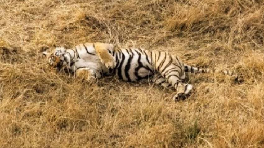 Tigress Found Dead In Kanha Tiger reserve, Second In A Fortnight