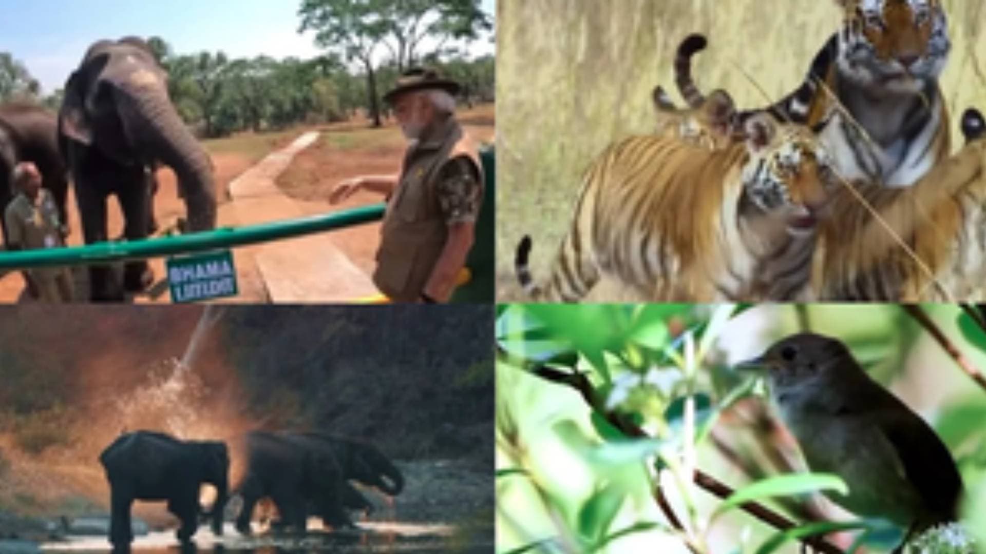 Let's Safeguard Species' Future For Generations To Come: PM Modi On World Wildlife Day