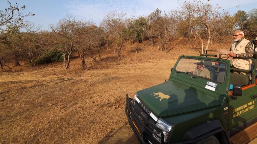 Gujarat: PM Modi Goes On Lion Safari At Gir National Park On World Wildlife Day