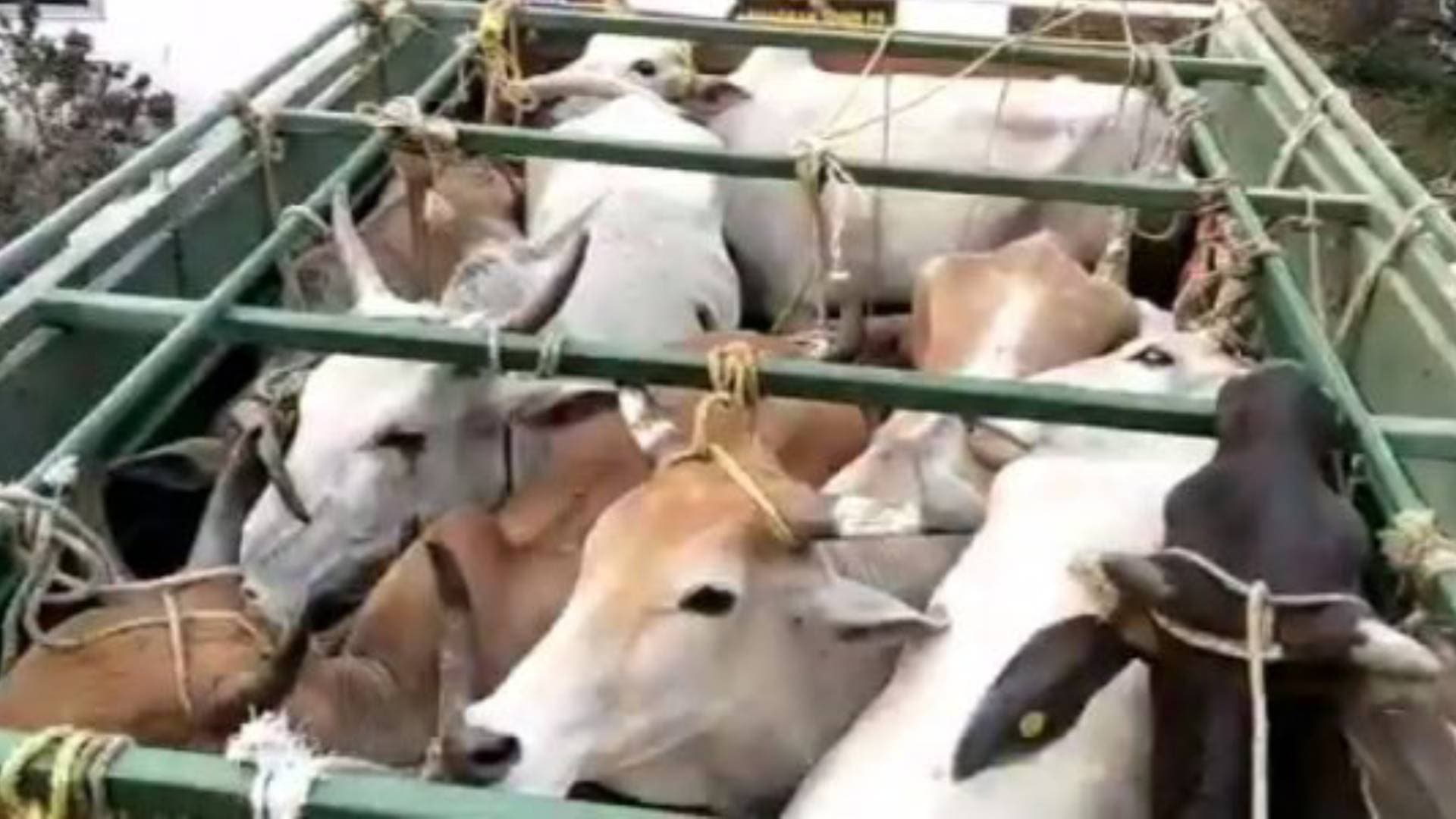 Cattle-Laden Truck Seized In Odisha’s Bhubaneswar