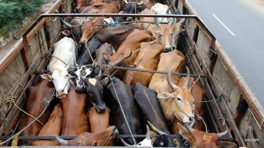 Sambalpur: Two Cow Smugglers Injured In Police Encounter