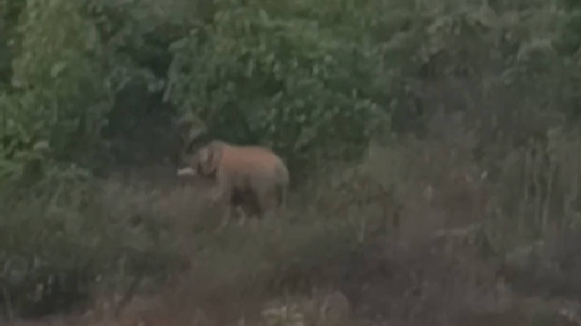 Tusker Spotted Roaming Near AIIMS Bhubaneswar, Forest Officials Monitoring Movement