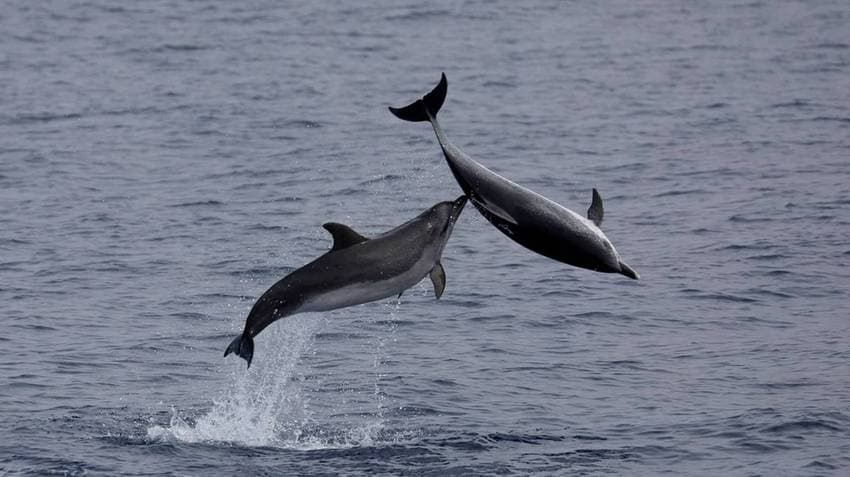 Odisha Sees Notable Surge In Dolphin Population In 2024-25 Season