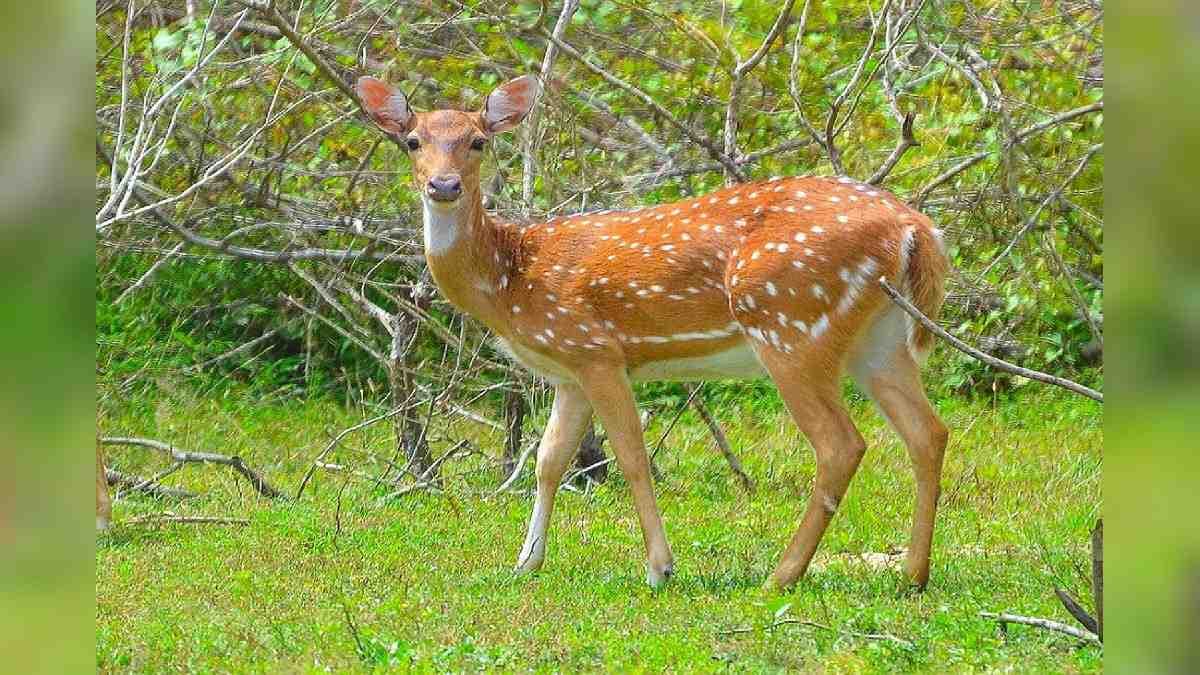Wounded Deer Rescued In Sundargarh's Koida