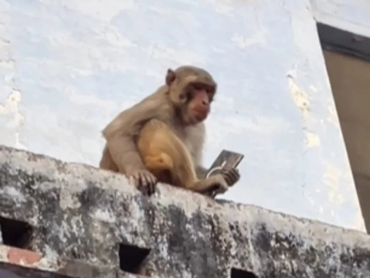 Monkey Snatches, Bargains Bartar Between Mobile And Summer Drink.