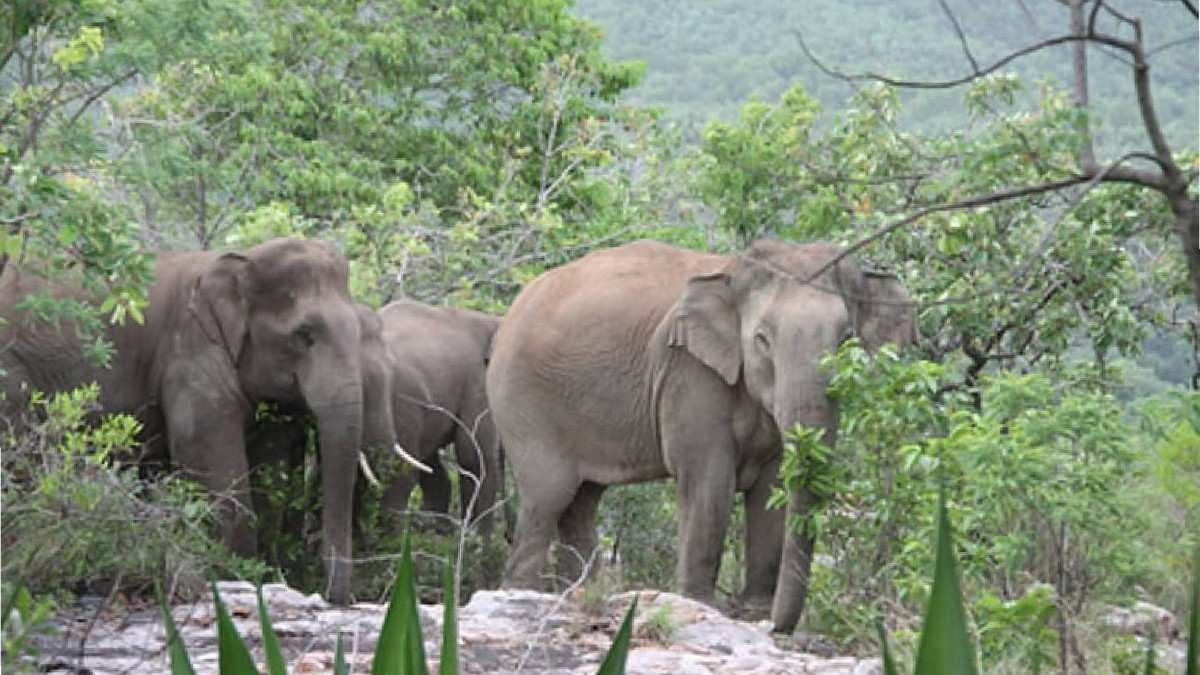 Youth Critical In Elephant Attack In Odisha's Balasore