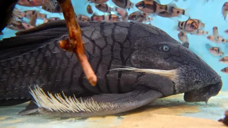 A Mysterious Fish That Eats Wood