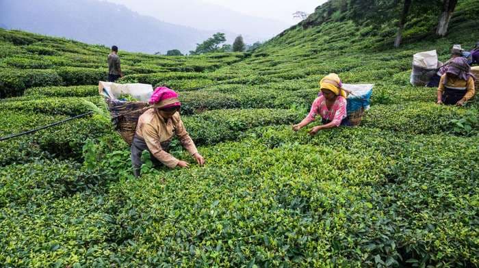 India Brews Success: Surpasses Sri Lanka in Tea Exports