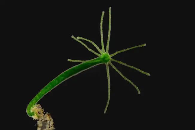 10 Creatures That Can Live Without Oxygen
