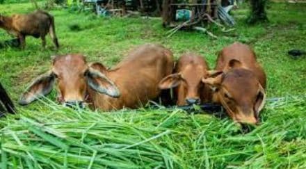 Odisha To Provide On-Call Artificial Insemination For Dairy Farmers To Boost Milk Production