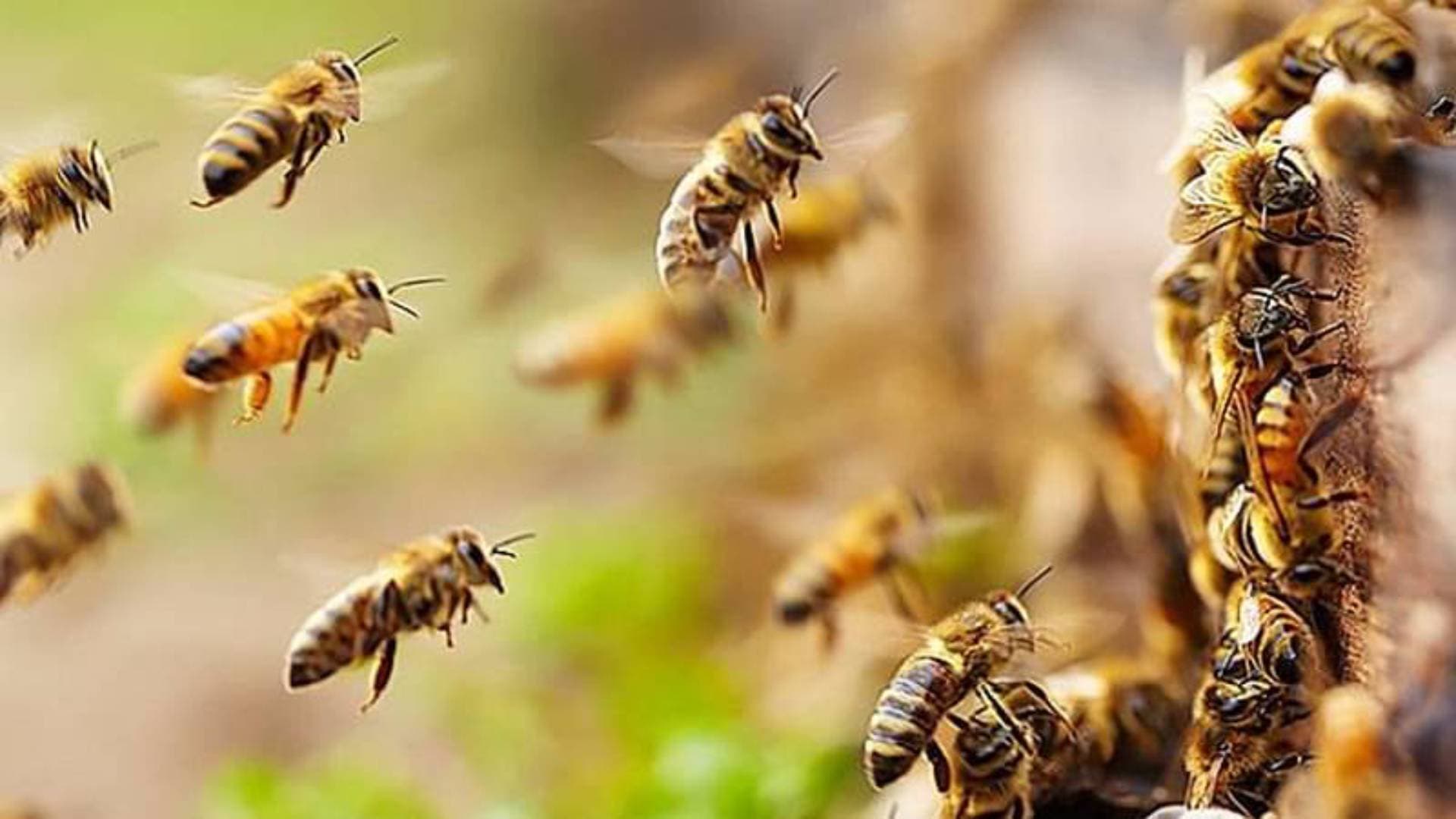 Shocking Bee Attack Disrupts Village Celebrations In Odisha
