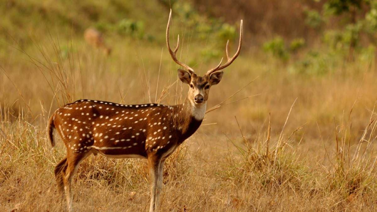 Spotted Deer Carcass Found Near Temple In Odisha