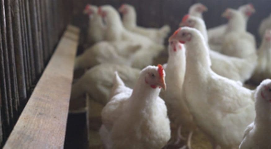 Bird Flu: Centre Makes Registration Of Poultry Farms Mandatory, Calls For Amping Up Surveillance