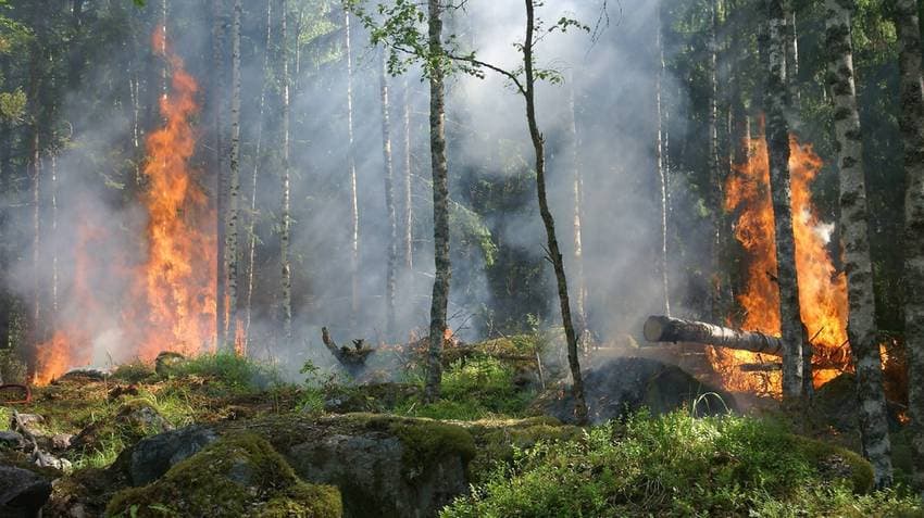 Panic In Banki: Forest Fire Engulfs Sal Jungle In Odisha