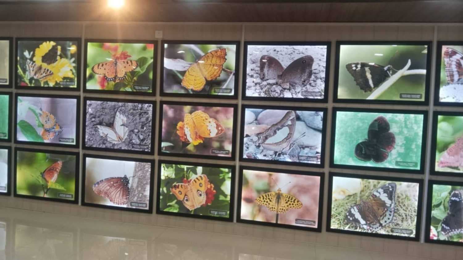 Uttarakhand Opens Its First Butterfly Gallery In Dehradun; Over 100 Species Displayed