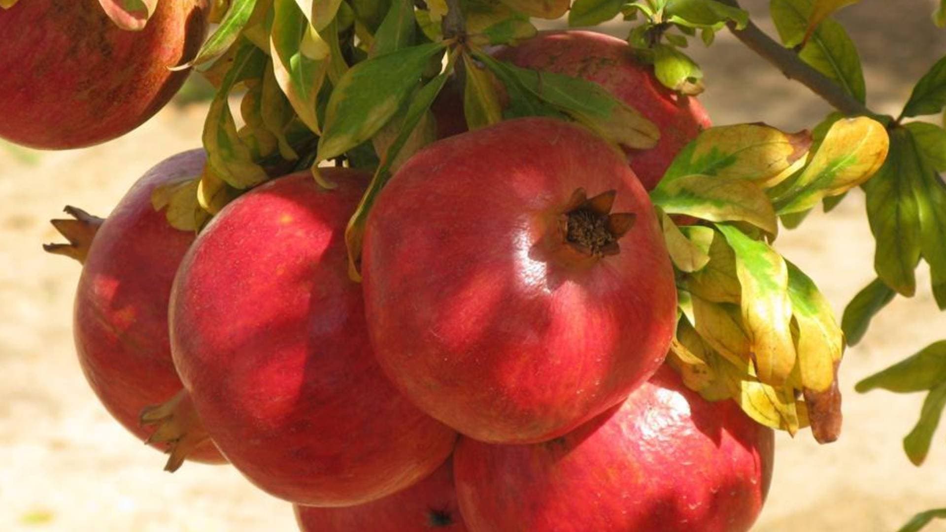 1st Commercial Sea Shipment Of Unique Indian Pomegranates Reaches US: Centre