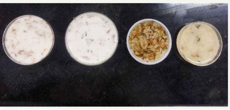 NIT Rourkela Develops Biodegradable Packaging Alternative From Flower Waste