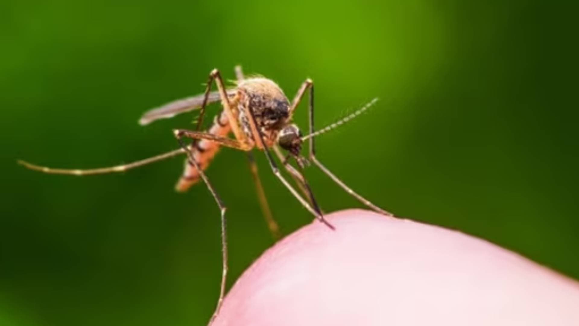 The Silent Killer: Can We Stop Malaria For Good?