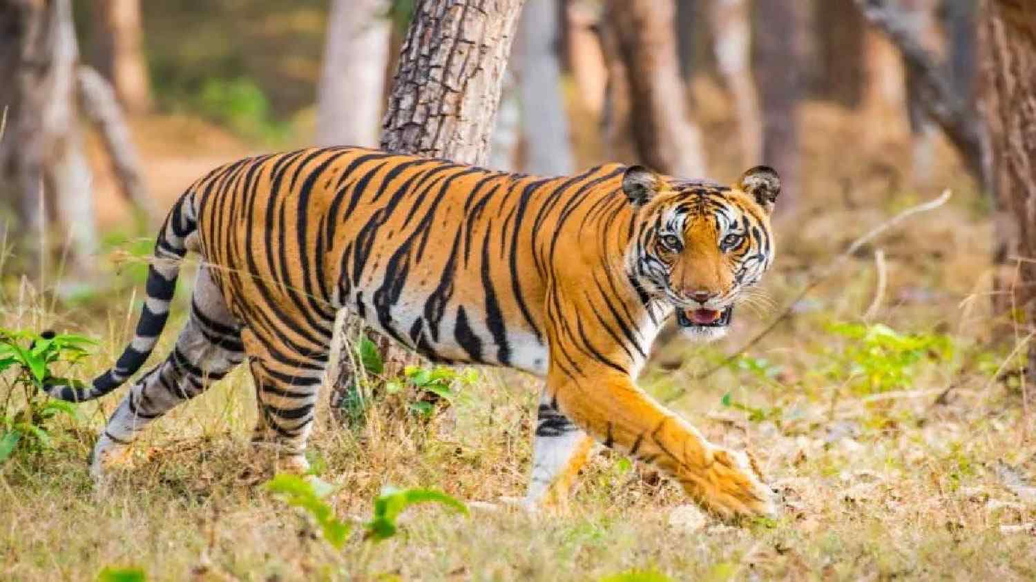 Similipal Has 40 Royal Bengal Tigers: PCCF Prem Kumar Jha