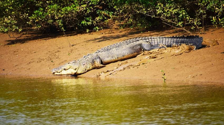 Bhitarkanika Closed For Three Months To Safeguard Crocodile Breeding