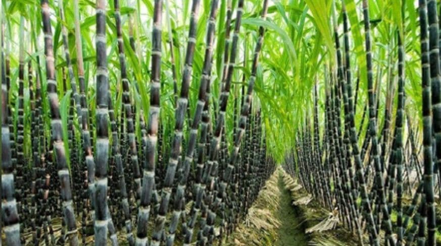 Centre Hikes Fair Price For Sugarcane To Rs 355 A Quintal, 5 Crore Farmers To Gain