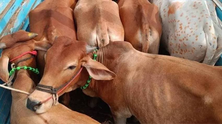 Cattle Smuggling Attempt Foiled In Odisha As Jashipur Police Seizes Pickup Van