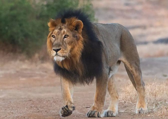 Asiatic Lion Census Underway In Gujarat To Cover 35,000 Sq Km