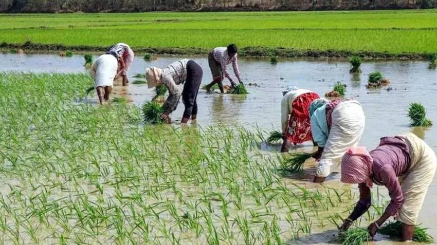 TN Farmers Begin Preparations For Kurivai Paddy Cultivation Amid Promising Monsoon Forecast