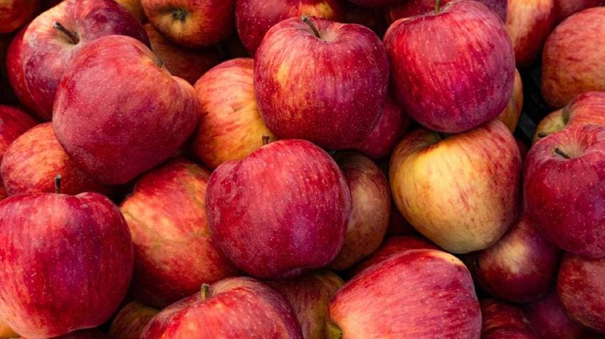 'Double Import Duty On Turkish Apples', Himachal CM Writes To PM Modi