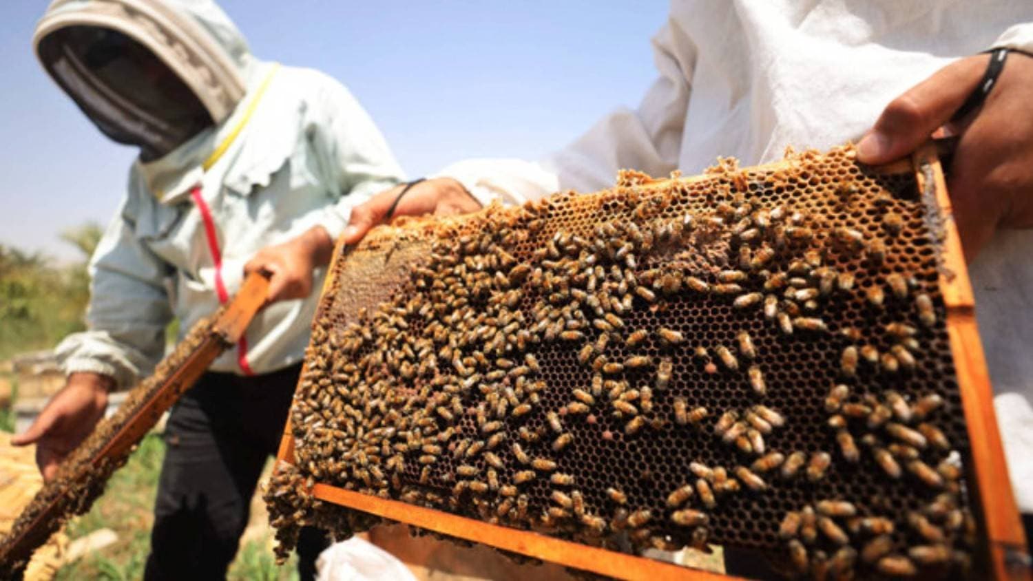 Mann Ki Baat: India Among World's Leading Honey-Producing Countries, Says PM Modi 
