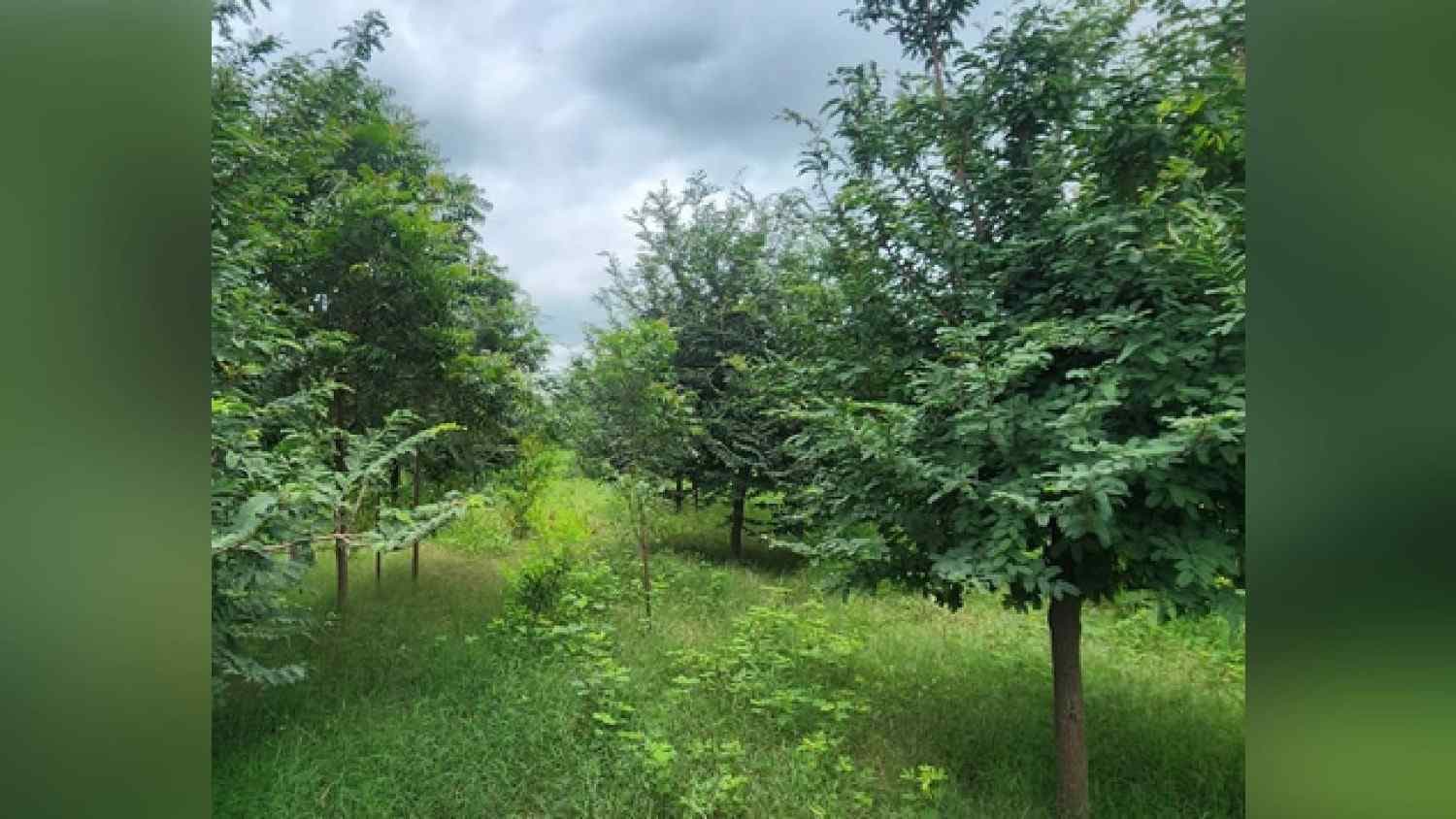 ‘Sindoor Van’ To Honour Armed Forces In Gujarat, 20 Acre Forest Project Announced
