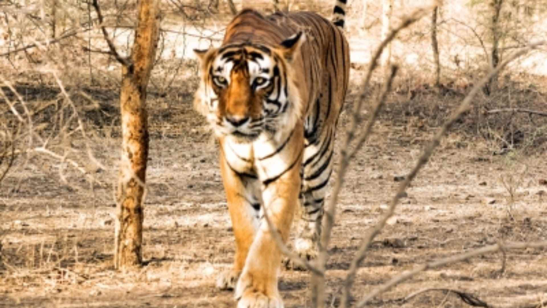 Priest Killed By Tiger Inside Ranthambore Fort, Third Attack In Two Months Sparks Outrage