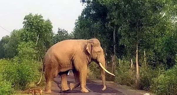 Odisha Govt Raises Ex-Gratia For Wildlife Attack Victims To Rs10 Lakh