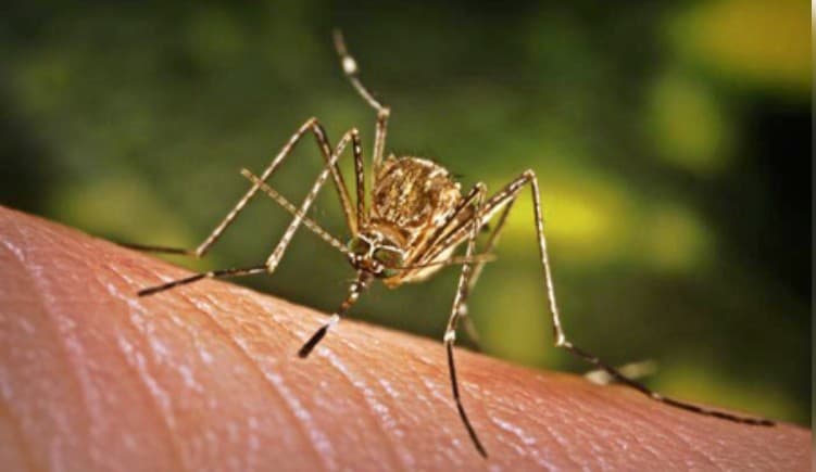 Sri Lanka Reports Over 25,000 Dengue Cases So Far This Year