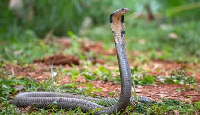 Balasore: Snakebite Kills Toddler, Mother Fights for Life