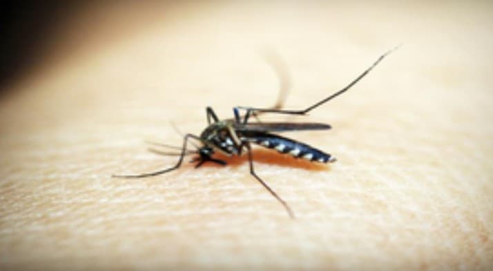Urgent Action, Solidarity Needed In Fight Against Malaria In Asia-Pacific
