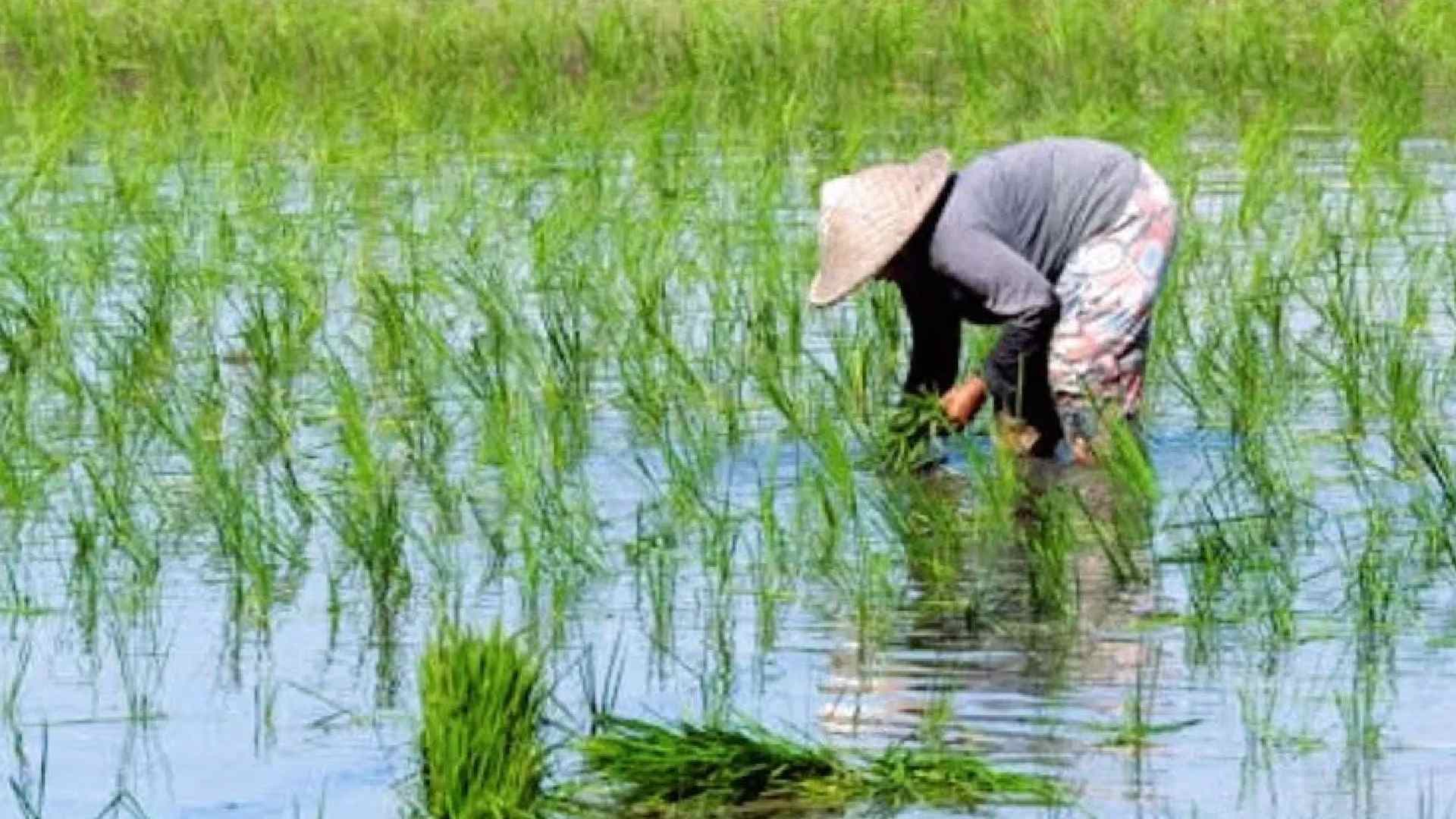 Total Area Sown Under Kharif Crops Crosses 89 Lakh Hectares So Far