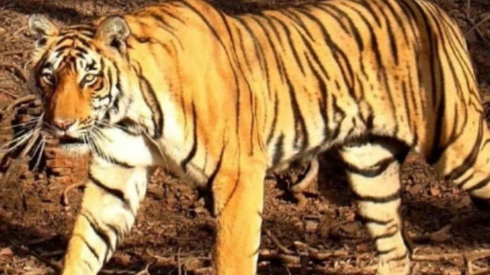 Tigress, Three Cubs Found Dead In Karnataka's Chamarajanagar, Minister Orders Probe
