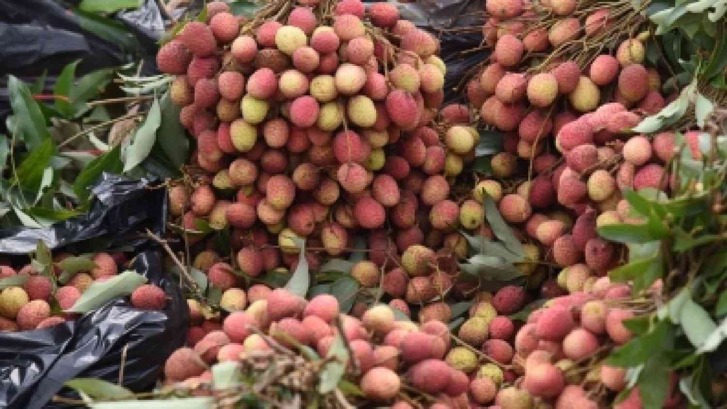 In A First, India Exports Rose-Scented Litchis From Punjab To Qatar, Dubai