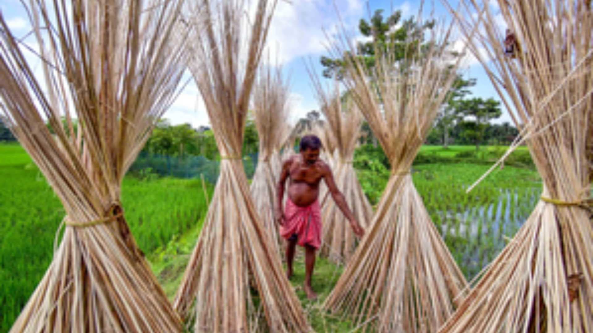 India Curbs Jute Imports From Bangladesh As Dumping Hurts Local Farmers And Mills