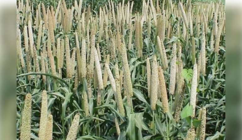 Total Area Sown Under Kharif Crop Crosses 262.15 Lakh Hectares So Far