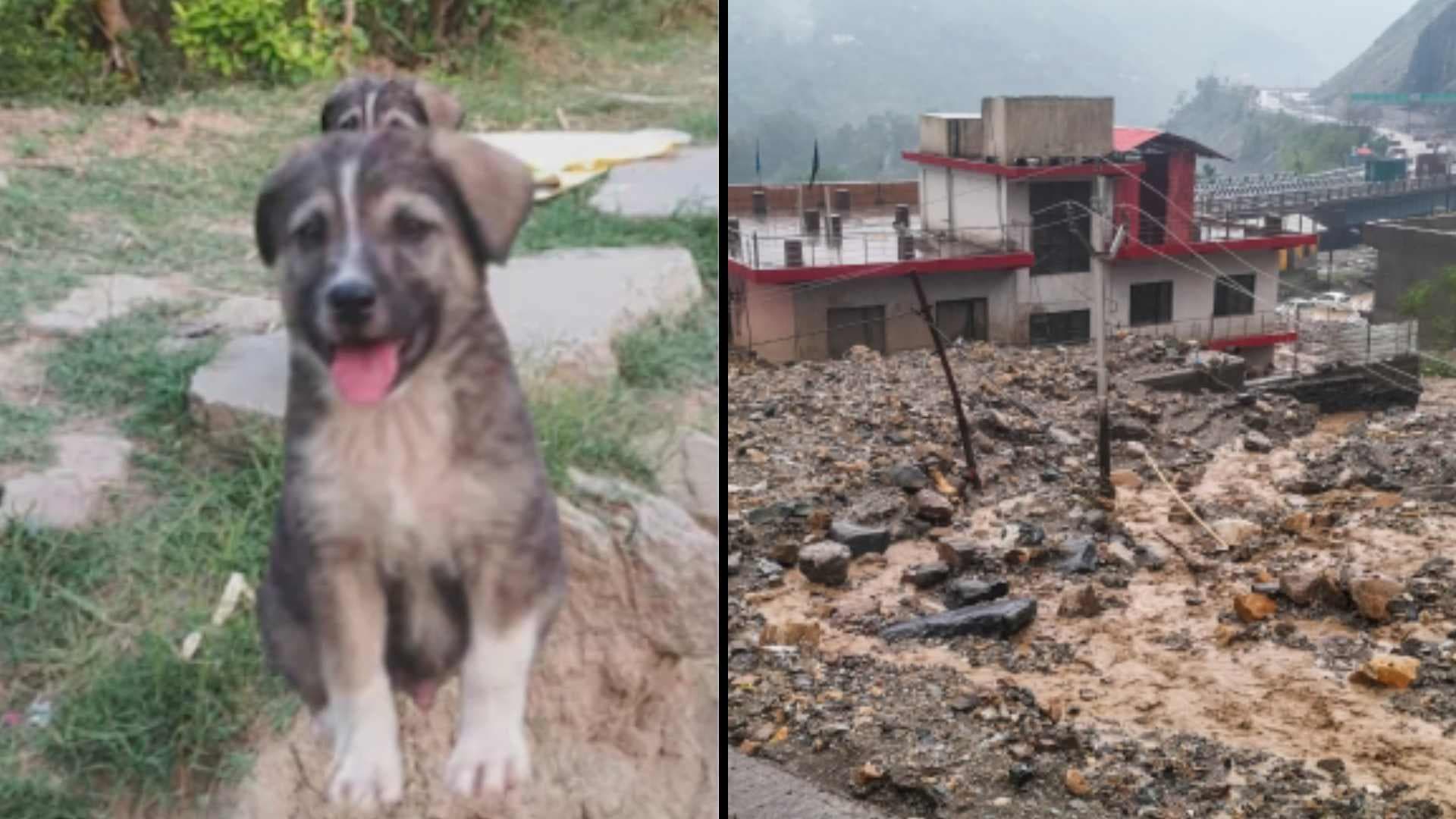 The Unexpected Protector! Midnight Howl Turns Heroic in Mandi Village Disaster