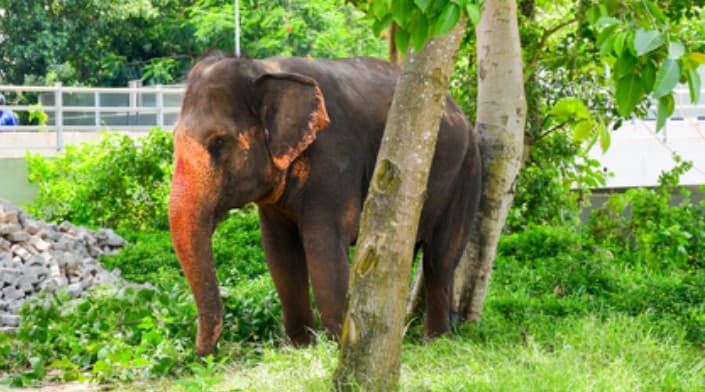 Assam Cabinet Approves Gaja Mitra Scheme To Tackle Human-Elephant Conflict