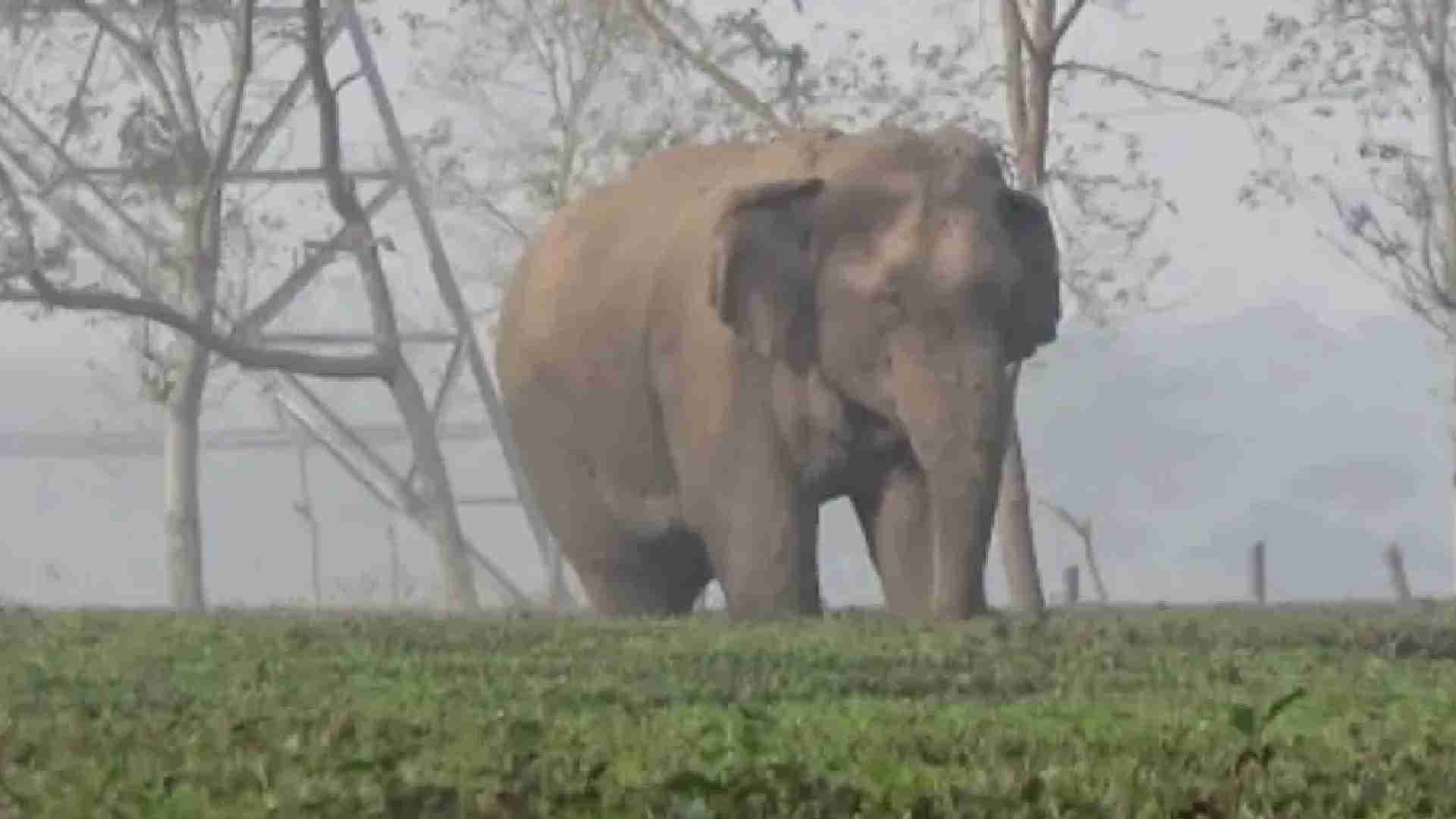Landmine Blast In Saranda Forest: Another Elephant Succumbs To Injury
