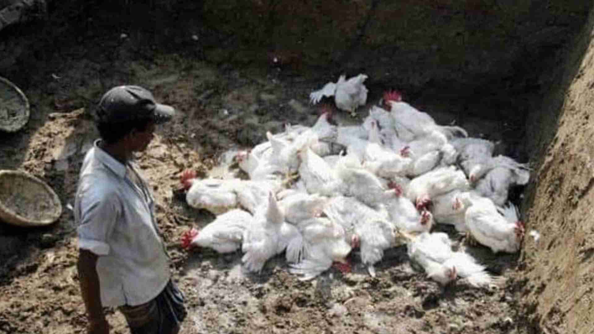 Bird Flu Outbreak Confirmed In Delang: 6,500 Chickens To Be Culled As Precautionary Measures Begin